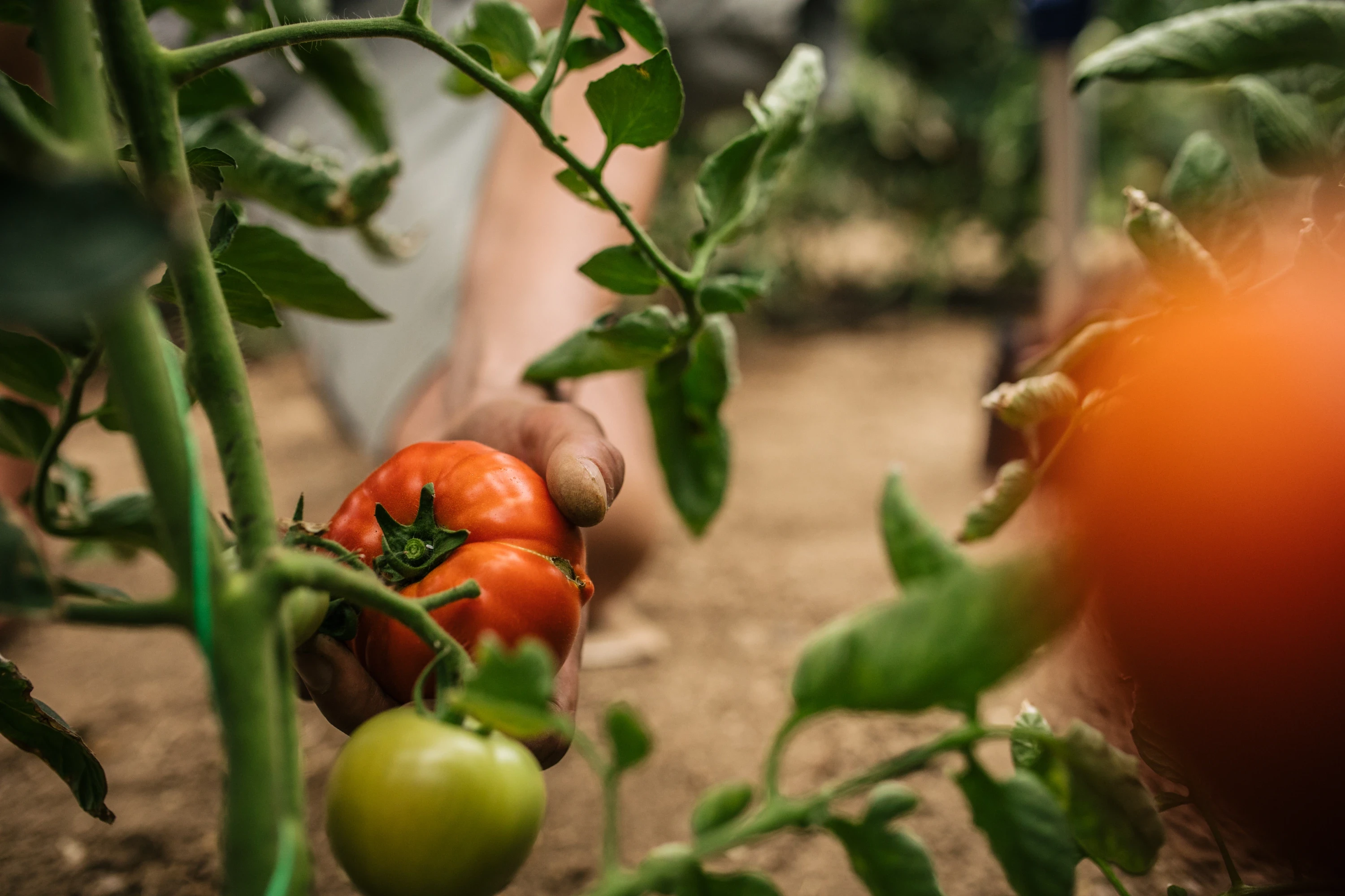 Hand picking a tomato